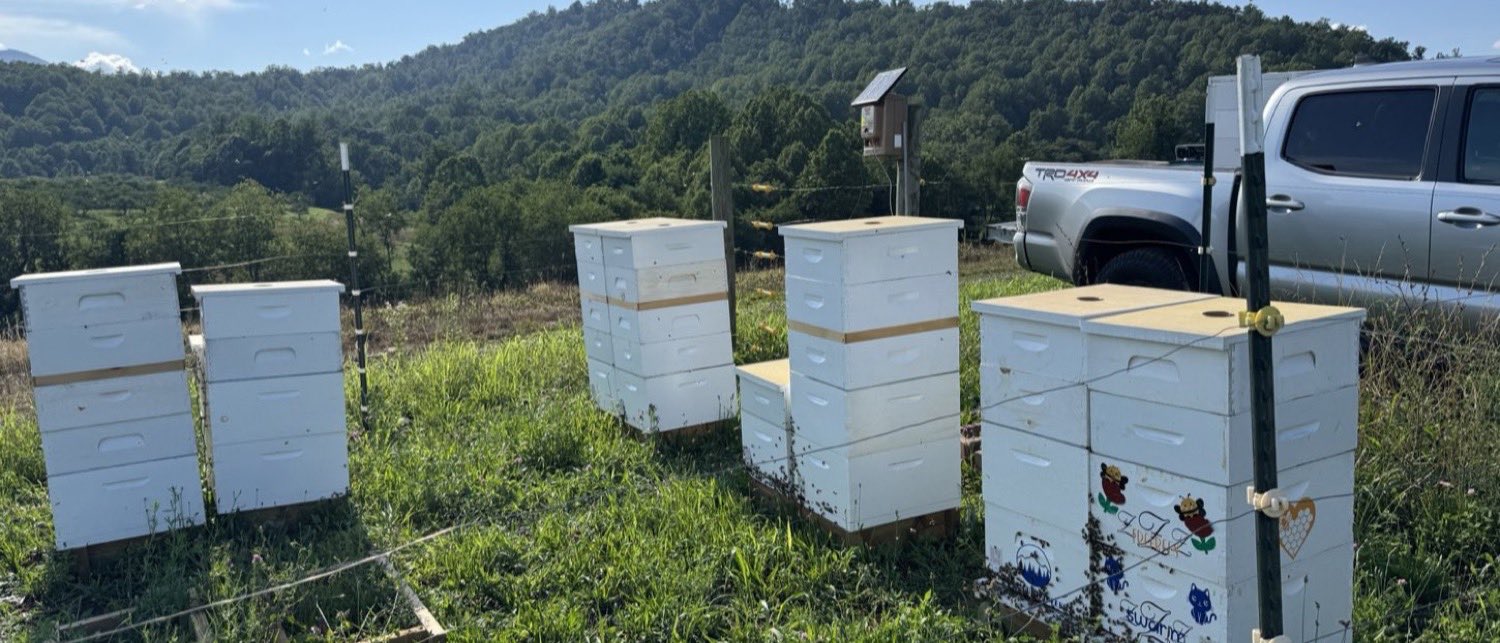 A working out-yard: white hive bodies standing in tall grass with a ridge line behind them, a pickup parked alongside, and one hive decorated with stickers.